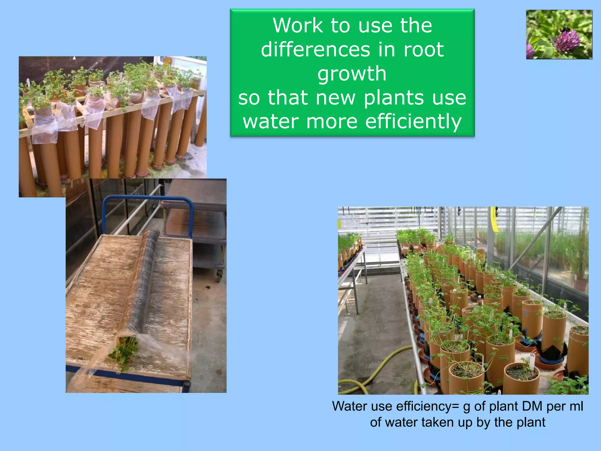 Work to use the
  differences in root
        growth
so that new plants use
water more efficiently




         Water use efficiency= g of plant DM per ml
               of water taken up by the plant
 