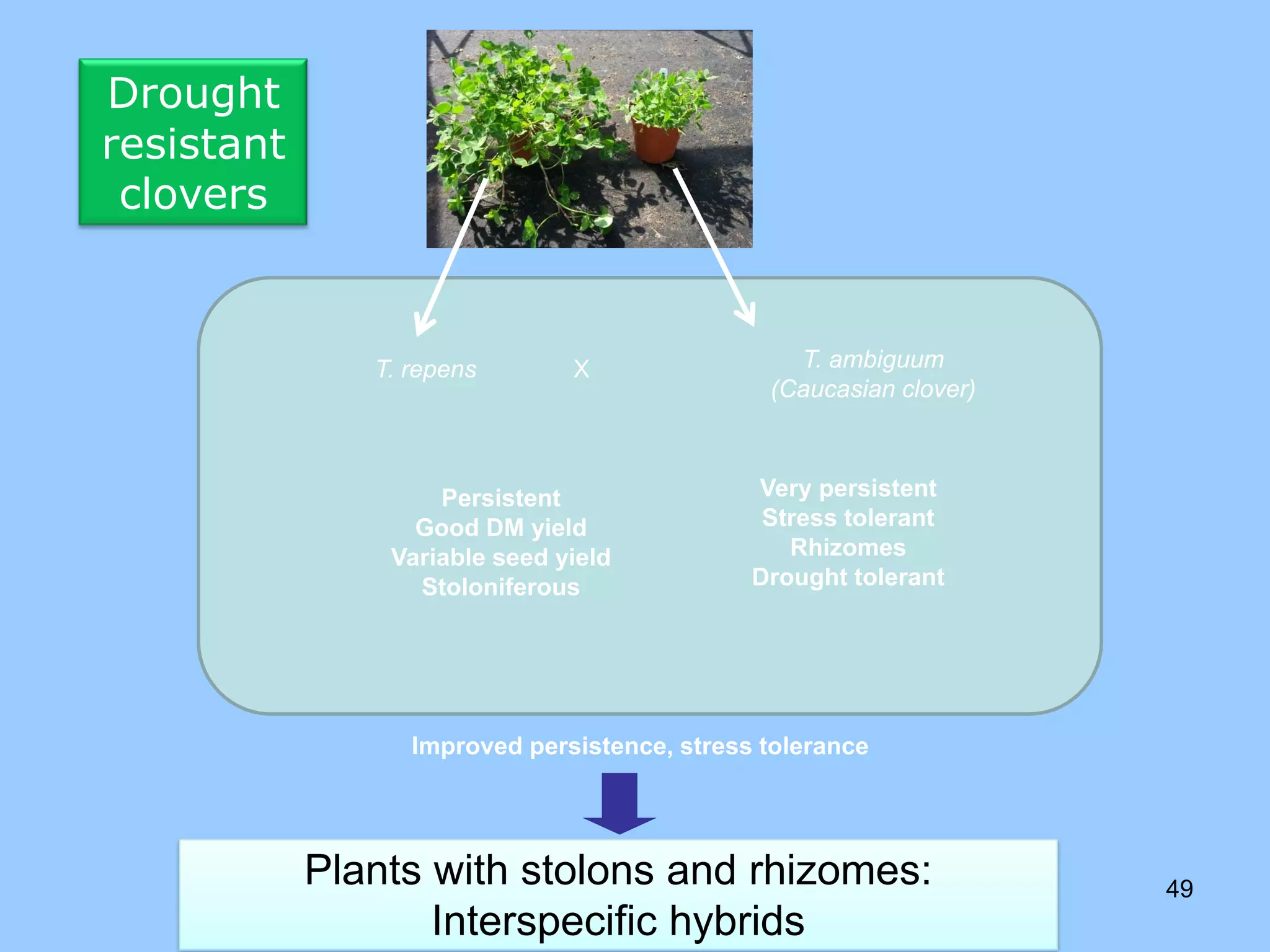 Drought
resistant
 clovers


               T. repens       X                 T. ambiguum
                                               (Caucasian clover)



                    Persistent                Very persistent
                  Good DM yield                Stress tolerant
                Variable seed yield              Rhizomes
                  Stoloniferous               Drought tolerant




                  Improved persistence, stress tolerance




            Plants with stolons and rhizomes:                       49
                   Interspecific hybrids
 
