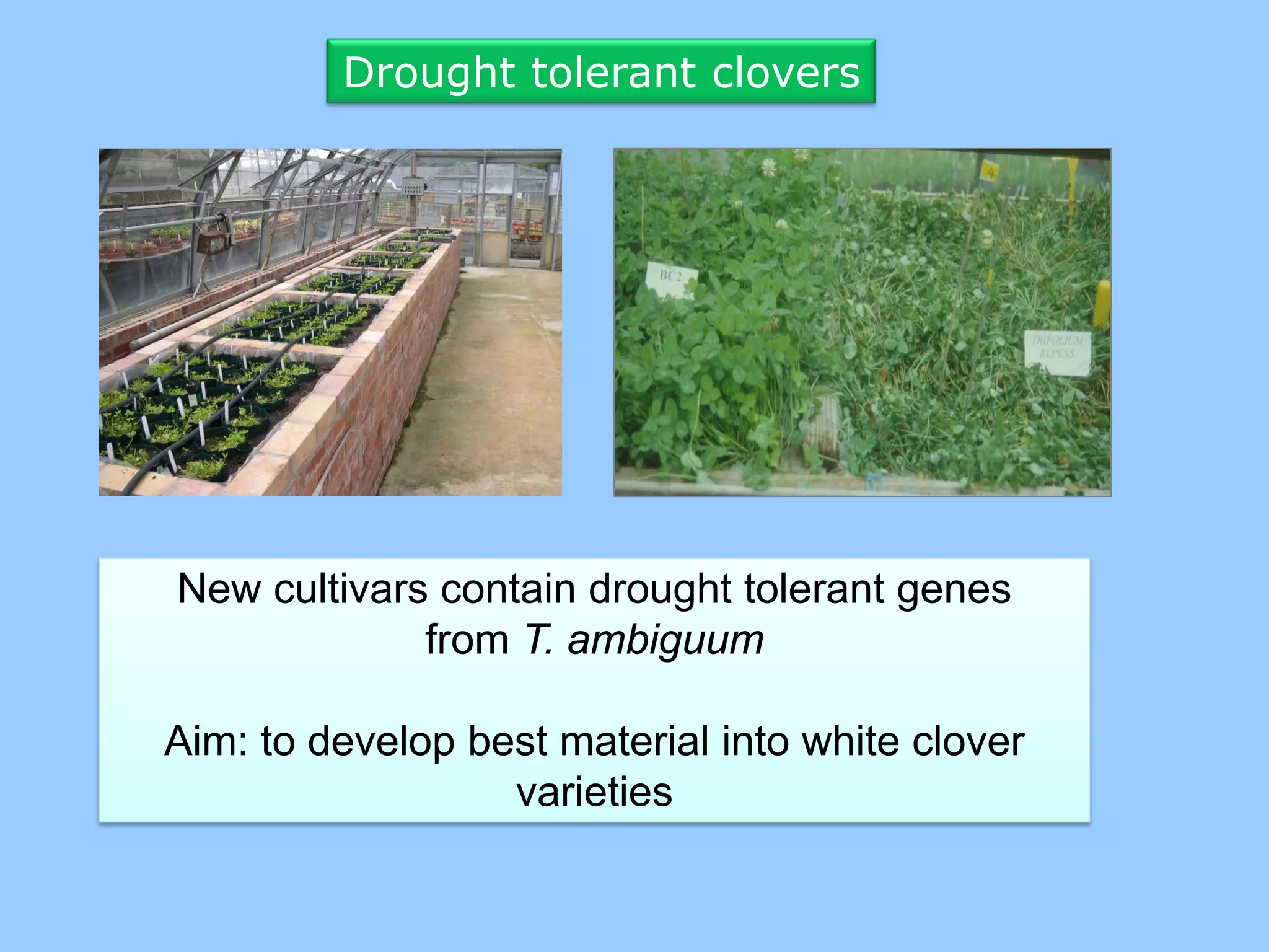 Drought tolerant clovers




New cultivars contain drought tolerant genes
             from T. ambiguum

Aim: to develop best material into white clover
                  varieties
 