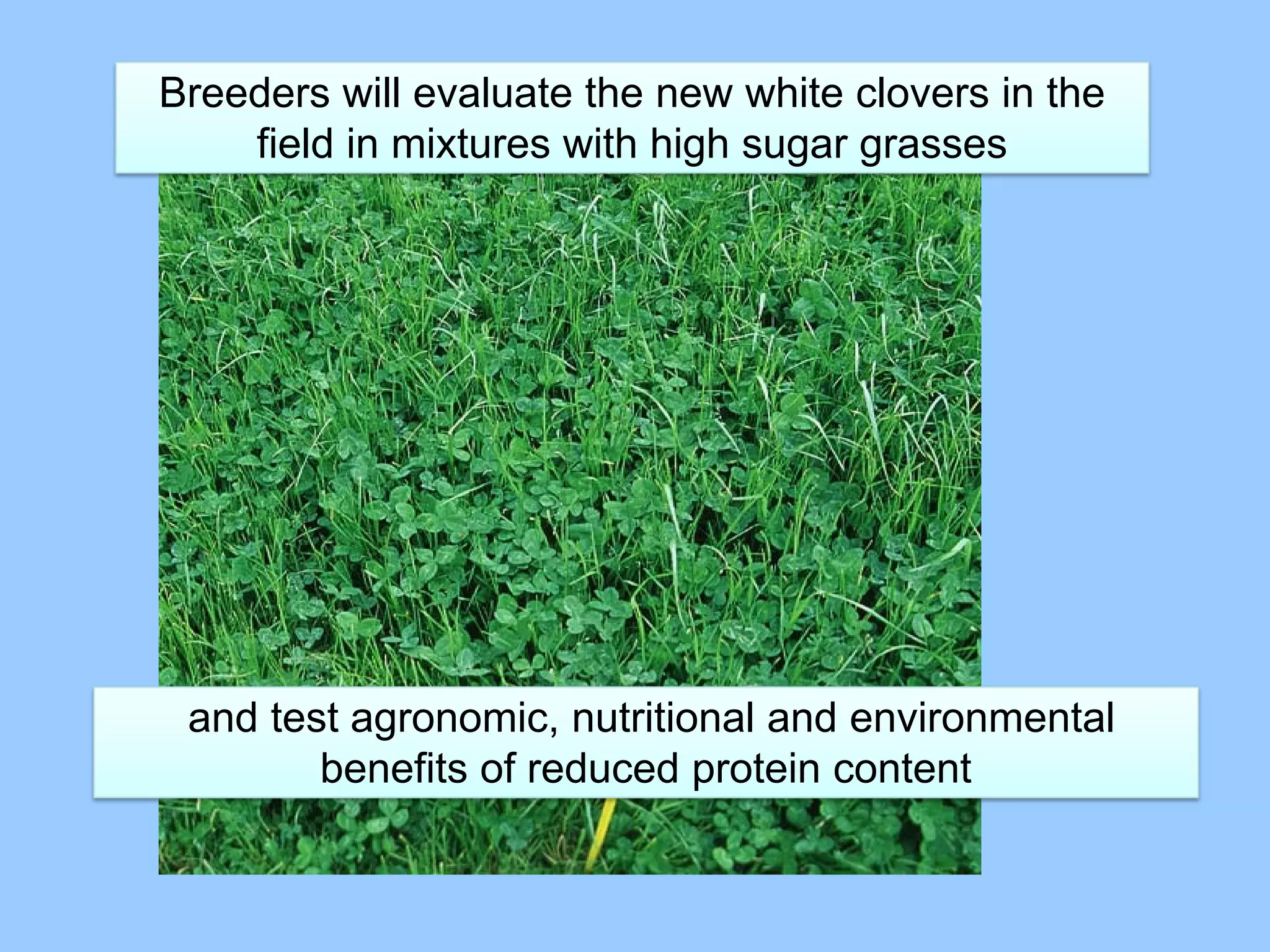Breeders will evaluate the new white clovers in the
    field in mixtures with high sugar grasses




 and test agronomic, nutritional and environmental
        benefits of reduced protein content
 