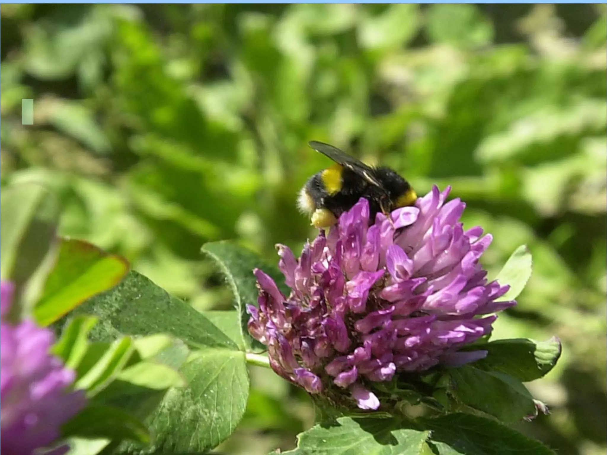 Beef and sheep: Plant Breeding for animal production efficiency and emission reduction - Heather McCalman (Grassland Development Centre)