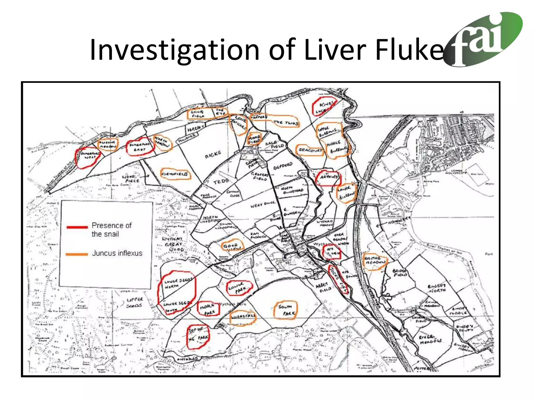 Investigation of Liver Fluke
 