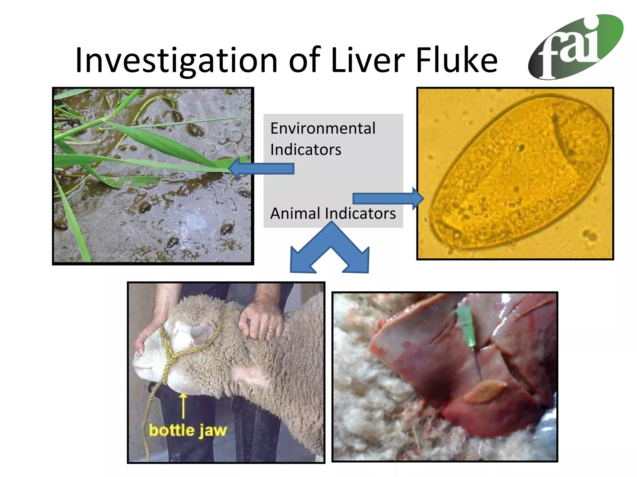 Investigation of Liver Fluke
            Environmental 
            Indicators


            Animal Indicators
 