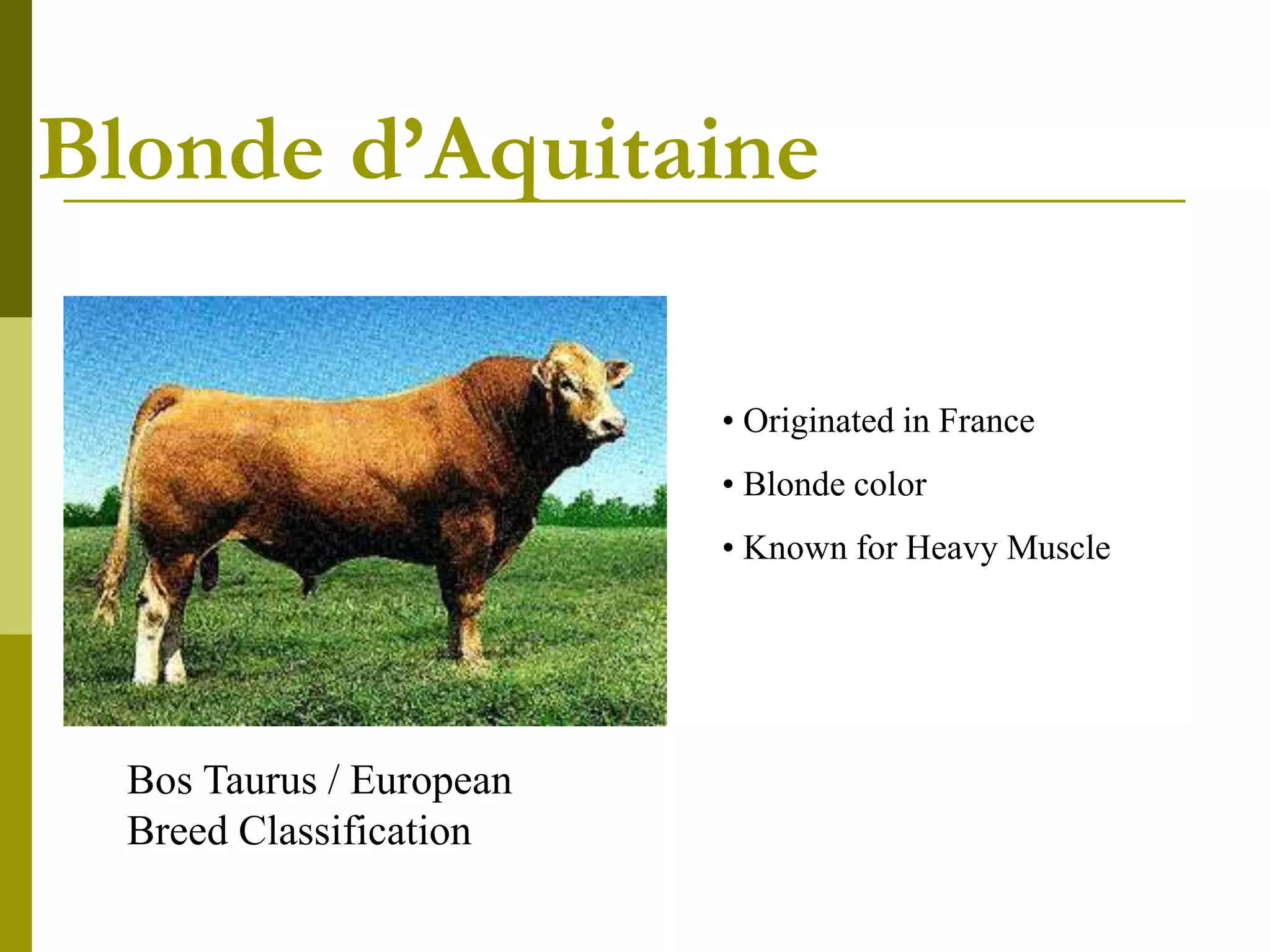 beef breed notes and type.ppt