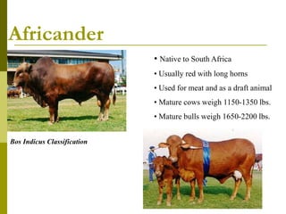beef breed notes and type.ppt