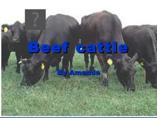 Beef cattle By Amanda 