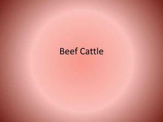 Beef Cattle
 