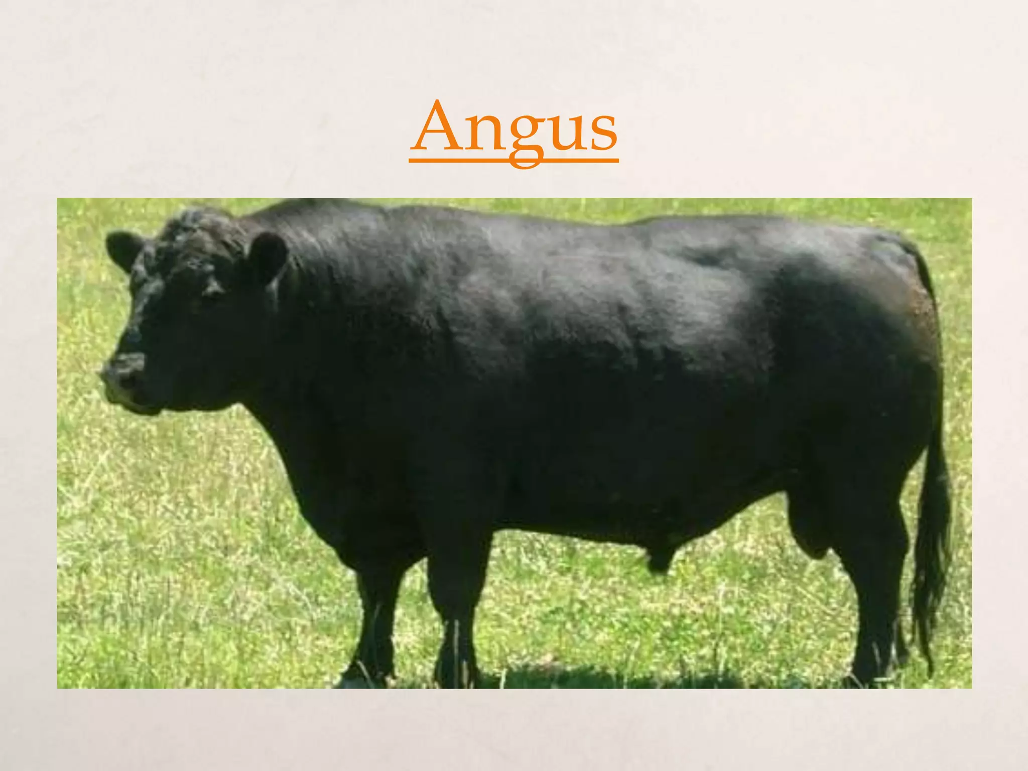 Beef cattle breeds | PPT
