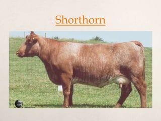 Shorthorn
 