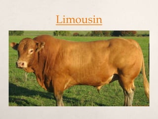 Limousin
 