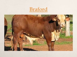 Braford
 