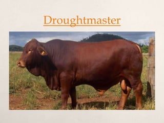 Droughtmaster
 