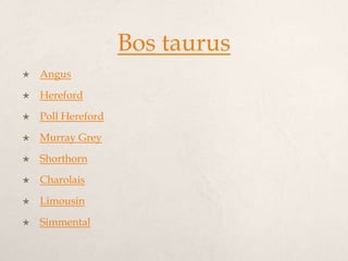 Bos taurus
   Angus
   Hereford
   Poll Hereford
   Murray Grey
   Shorthorn
   Charolais
   Limousin
   Simmental
 