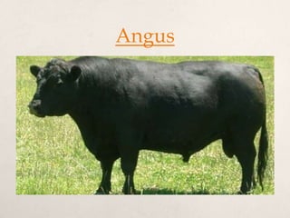 Angus
 