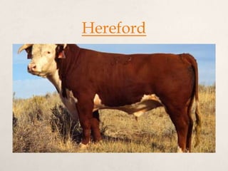 Hereford
 