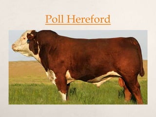 Poll Hereford
 