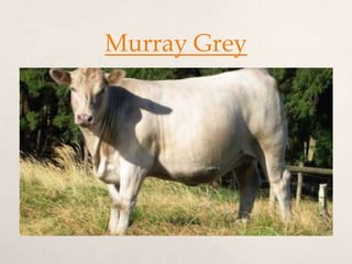 Murray Grey
 