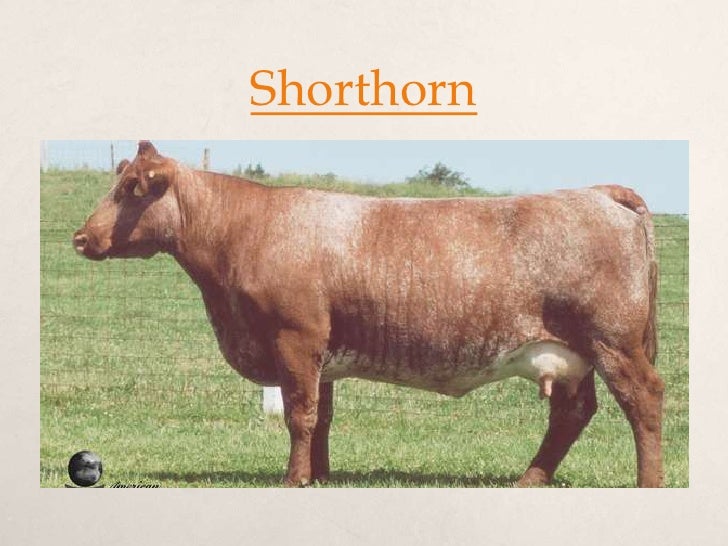 Australian beef cattle breeds