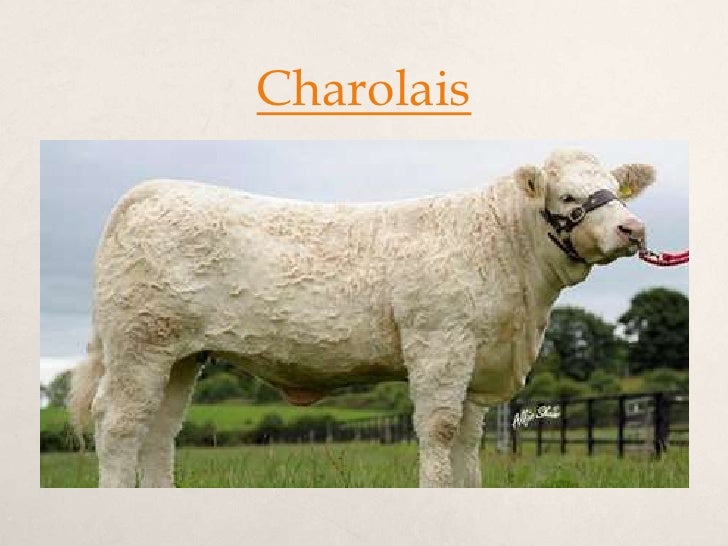 Australian beef cattle breeds