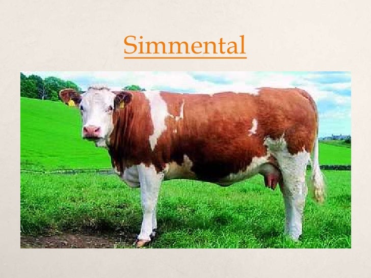 Australian beef cattle breeds