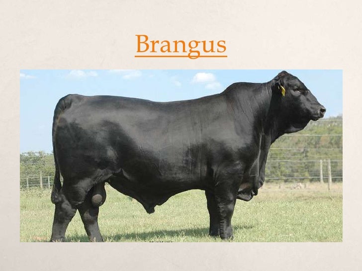Australian beef cattle breeds