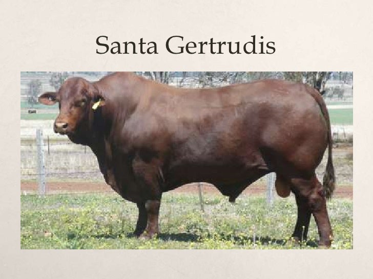 Australian beef cattle breeds