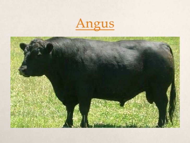 australian cattle breeders australian beef cattle breeds australian cattle breeders australian beef cattle breeds