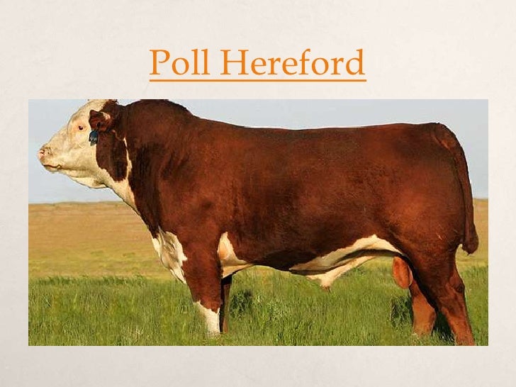 Australian beef cattle breeds