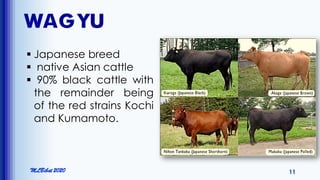MLBibat 2020 11
WAGYU
 Japanese breed
 native Asian cattle
 90% black cattle with
the remainder being
of the red strains Kochi
and Kumamoto.
 