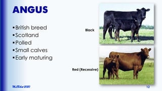 ANGUS
British breed
Scotland
Polled
Small calves
Early maturing
MLBibat 2020 12
Red (Recessive)
Black
 