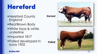 Hereford
Hereford County
England
Red/Brown Body
White face & white
underline
Imported 1817
Polled developed in
Iowa 1902
MLBibat 2020 13
Polled
Horned
 