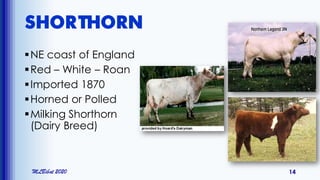 SHORTHORN
NE coast of England
Red – White – Roan
Imported 1870
Horned or Polled
Milking Shorthorn
(Dairy Breed)
MLBibat 2020 14
 