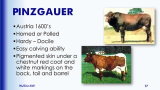 PINZGAUER
Austria 1600’s
Horned or Polled
Hardy – Docile
Easy calving ability
Pigmented skin under a
chestnut red coat and
white markings on the
back, tail and barrel
MLBibat 2020 17
 