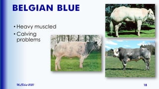 BELGIAN BLUE
• Heavy muscled
• Calving
problems
MLBibat 2020 18
 