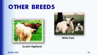 OTHER BREEDS
MLBibat 2020 19
Scotch Highland
White Park
 