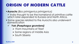 ORIGIN OF MODERN CATTLE
Aurochs (Bos primigenius primigenius)
 India thought to be the homeland of primitive cattle
which later expanded to Eurasia and North Africa.
 Some species related to the Aurochs also underwent
domestication
 Yak (Poephagus grunniens)
 From mountains of Tibet
 Some regions of middle Asia
 South Siberia
MLBibat 2020 2
 