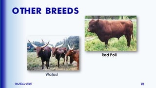 OTHER BREEDS
MLBibat 2020 20
Watusi
Red Poll
 
