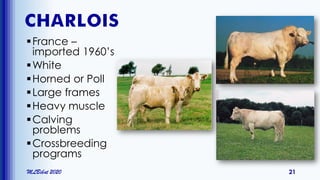 CHARLOIS
France –
imported 1960’s
White
Horned or Poll
Large frames
Heavy muscle
Calving
problems
Crossbreeding
programs
MLBibat 2020 21
 