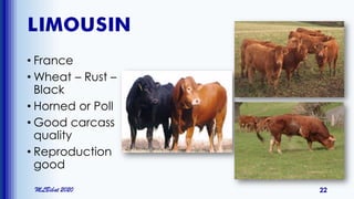 LIMOUSIN
• France
• Wheat – Rust –
Black
• Horned or Poll
• Good carcass
quality
• Reproduction
good
MLBibat 2020 22
 