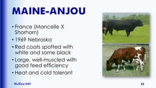 MAINE-ANJOU
• France (Mancelle X
Shorhorn)
• 1969 Nebraska
• Red coats spotted with
white and some black
• Large, well-muscled with
good feed efficiency
• Heat and cold tolerant
MLBibat 2020 23
 