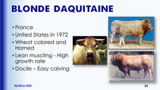 BLONDE D’AQUITAINE
• France
• United States in 1972
• Wheat colored and
Horned
• Lean muscling - High
growth rate
• Docile – Easy calving
MLBibat 2020 24
 