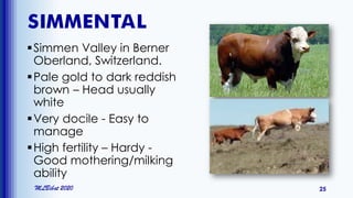 SIMMENTAL
Simmen Valley in Berner
Oberland, Switzerland.
Pale gold to dark reddish
brown – Head usually
white
Very docile - Easy to
manage
High fertility – Hardy -
Good mothering/milking
ability
MLBibat 2020 25
 