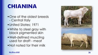 CHIANINA
One of the oldest breeds
- Central Italy
United States; 1971
White to steel gray with
black pigmented skin
Well-defined muscling
used for draft - meat
Not noted for their milk
MLBibat 2020 26
 