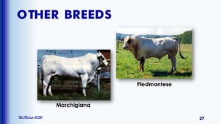 OTHER BREEDS
MLBibat 2020 27
Marchigiana
Piedmontese
 