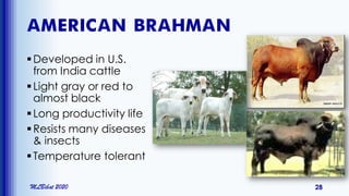 AMERICAN BRAHMAN
Developed in U.S.
from India cattle
Light gray or red to
almost black
Long productivity life
Resists many diseases
& insects
Temperature tolerant
MLBibat 2020 28
 