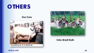OTHERS
MLBibat 2020 29
Gur Cow
Indu-Brazil Bulls
 