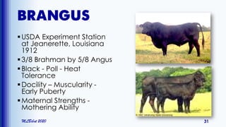 BRANGUS
USDA Experiment Station
at Jeanerette, Louisiana
1912
3/8 Brahman by 5/8 Angus
Black - Poll - Heat
Tolerance
Docility – Muscularity -
Early Puberty
Maternal Strengths -
Mothering Ability
MLBibat 2020 31
 