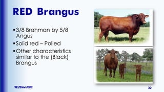 RED Brangus
3/8 Brahman by 5/8
Angus
Solid red – Polled
Other characteristics
similar to the (Black)
Brangus
MLBibat 2020 32
 
