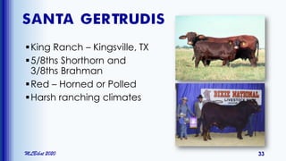 SANTA GERTRUDIS
King Ranch – Kingsville, TX
5/8ths Shorthorn and
3/8ths Brahman
Red – Horned or Polled
Harsh ranching climates
MLBibat 2020 33
 