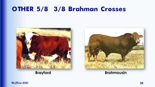 OTHER 5/8 3/8 Brahman Crosses
MLBibat 2020 34
Brayford Brahmousin
 